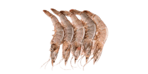 Shrimp with Head 20-30 LB